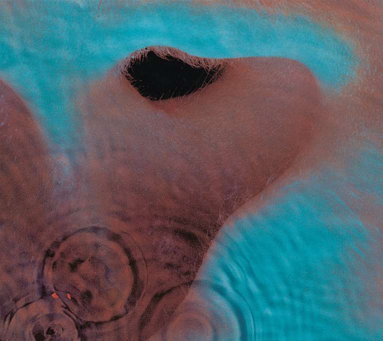 Pink Floyd Meddle Vinyl Album