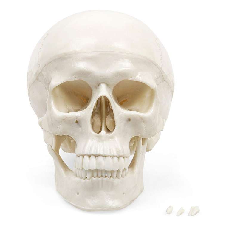 Skull Model – Life-Size Human Skull, 3-Part | Removable Calvarium & Movable Jaw | Realistic Sutures, Foramina & Fissures - Prime Day Deal